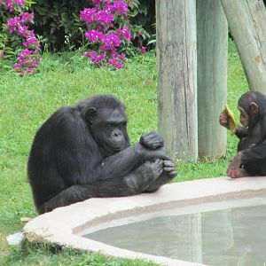 chimpanzees guadalajara zoo