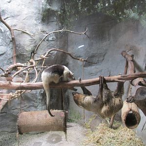 tamandua mexicana, red handed tamarin and sloth guadalajara zoo
