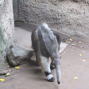 great anteater guadalajara zoo