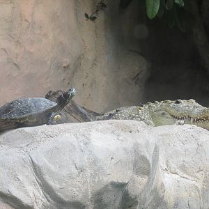 morelet's crocodile and slider turtle guadalajara zoo