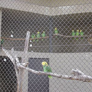 yellow headed amazon parrots guadalajara zoo
