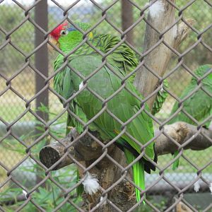red crowned amazon parrots guadalajara zoo
