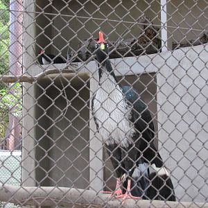 horned guan guadalajara zoo