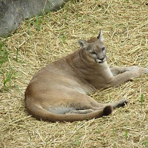 puma guadalajara zoo