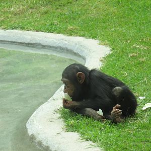 chimpanzee guadalajara zoo