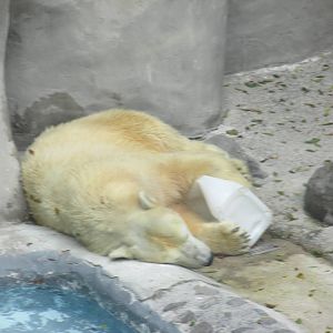 polar bear guadalajara zoo