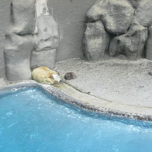 polar bear guadalajara zoo