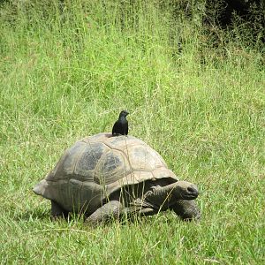 aldabra tortoise with grackle guadalajara zoo