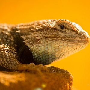 Desert spiny lizard : Wingham : 13 Oct 2014