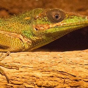 Cuban knight anole : Wingham : 13 Oct 2014