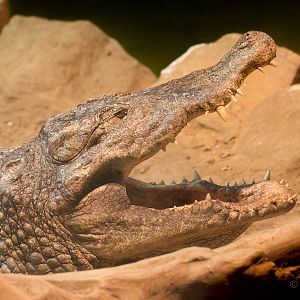 Nile crocodile : Wingham : 13 Oct 2014