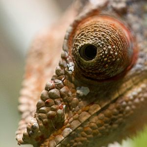 Panther chameleon : Wingham : 13 Oct 2014