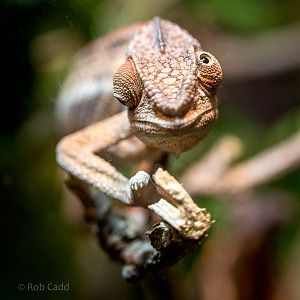 Panther chameleon : Wingham : 13 Oct 2014