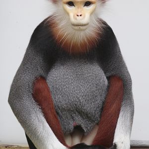 Red-shanked Douc Langur (Pygathrix nemaeus)