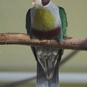 Yellow-breasted Fruit-dove (Ptilinopus occipitalis)