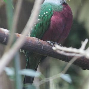 Wompoo Fruit-dove (Ptilinopus magnificus puella)