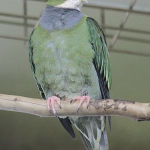 Orange-fronted Fruit-dove (Ptilinopus aurantiifrons)