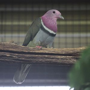 Pink-headed Fruit-dove (Ptilinopus porphyreus)