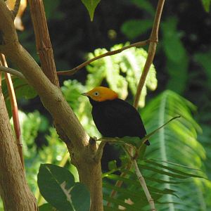 Golden-Headed Manakin