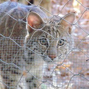 Bobcat