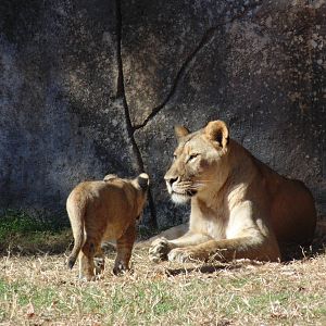 Lioness with her cub