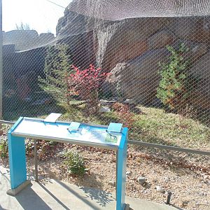 New Arctic Fox Exhibit