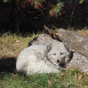 Arctic Fox