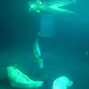 Nov. 2014 - Oceanarium - Belugas