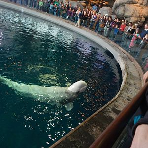 Nov. 2014 - Oceanarium - Beluga