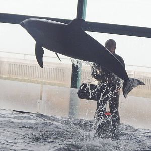 Nov. 2014 - Oceanarium - Pacific White-sided Dolphin