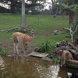 New arrivals: male Capybara & 2 Guanaco