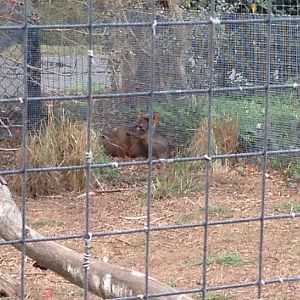 New arrivals: Southern Pudu