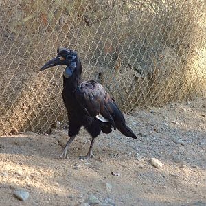 Abyssinian Ground Hornbill
