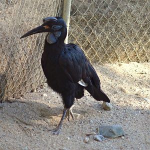 Abyssinian Ground Hornbill