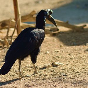Abyssinian Ground Hornbill