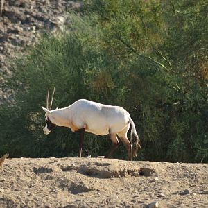 Arabian Oryx