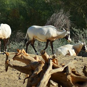 Arabian Oryx