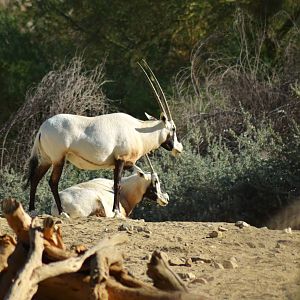 Arabian Oryx