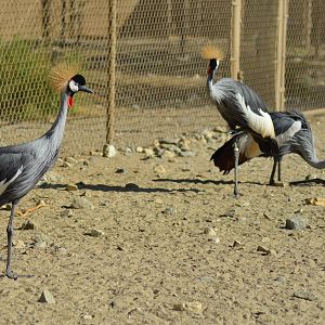 Crowned Cranes