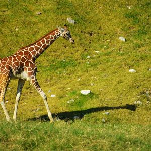 Reticulated Giraffe