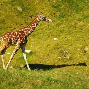Reticulated Giraffe