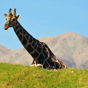 Reticulated Giraffe