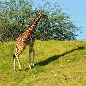 Reticulated Giraffe
