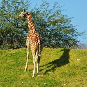 Reticulated Giraffe