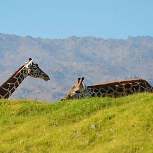 Reticulated Giraffes