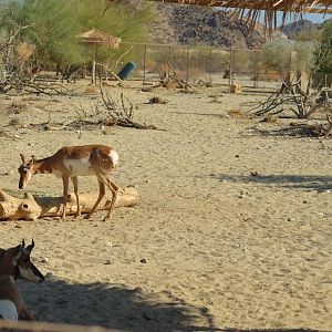 Peninsular Pronghorns
