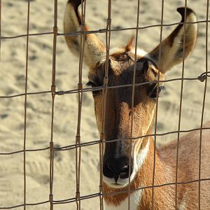 Peninsular Pronghorn