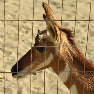 Peninsular Pronghorn