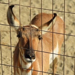 Peninsular Pronghorn