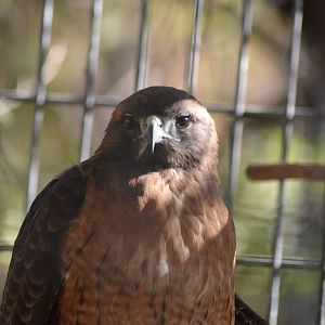 Red-tailed Hawk